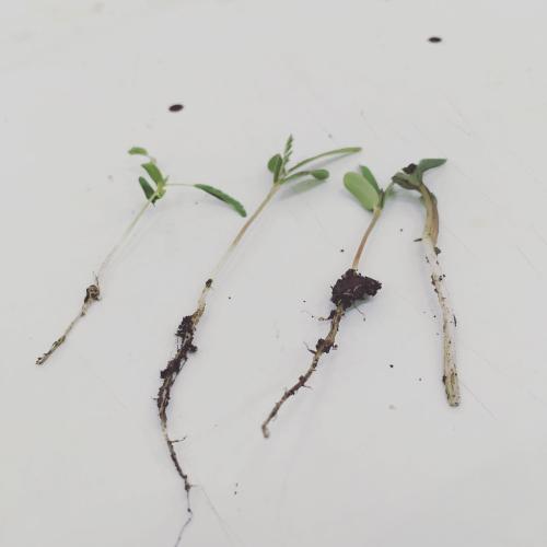 สมาชิกหมายเลข 2447251