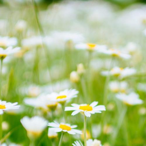 สมาชิกหมายเลข 4396402