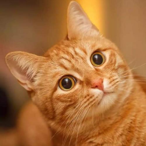 สมาชิกหมายเลข 5656335