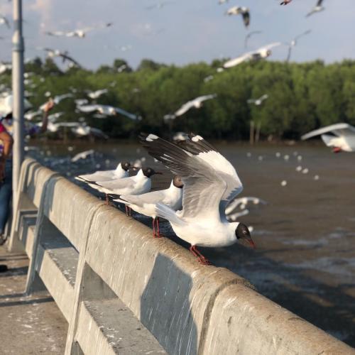 สมาชิกหมายเลข 5231588