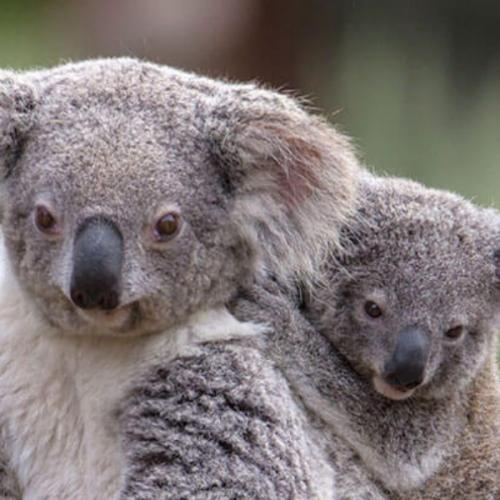 สมาชิกหมายเลข 2392602