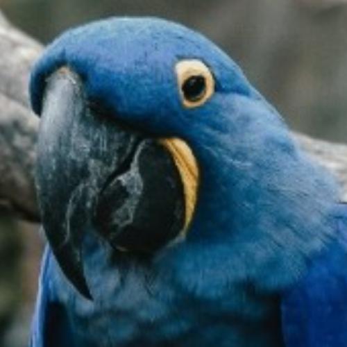 สมาชิกหมายเลข 6528787