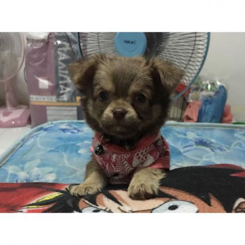 ปลาโลมาสีชมพูโต้คลื่น