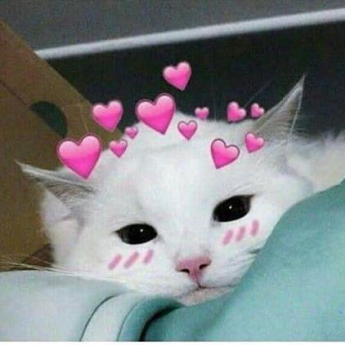 สมาชิกหมายเลข 4844727