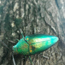 จ๊กปลาแดก