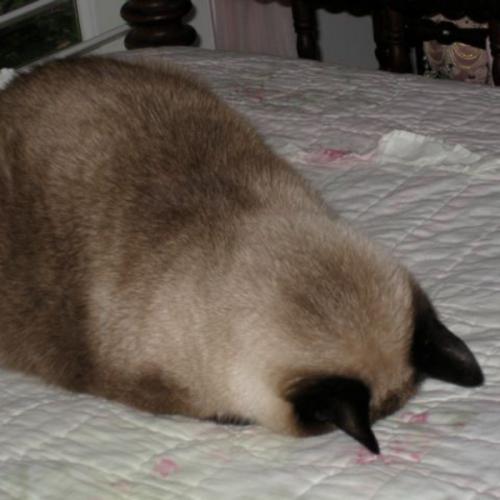 สมาชิกหมายเลข 6232164