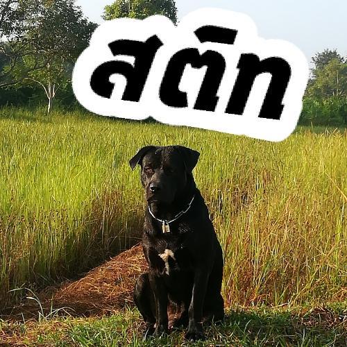 สมาชิกหมายเลข 3877770