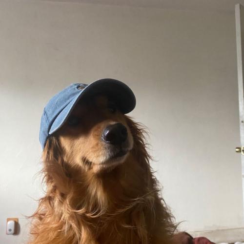 สมาชิกหมายเลข 5203340