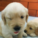 สมาชิกหมายเลข 4845139