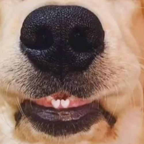 สมาชิกหมายเลข 1711038