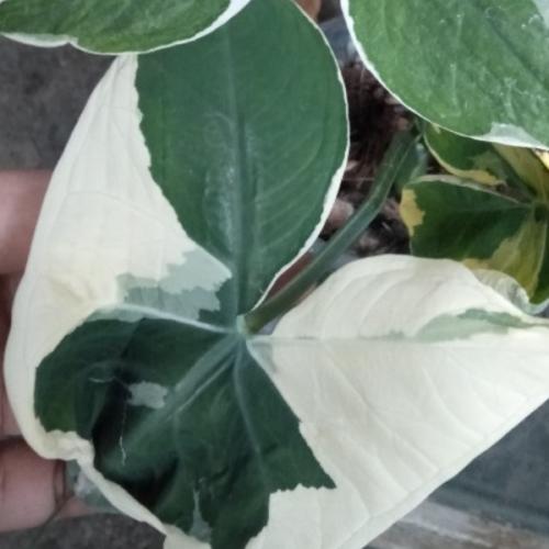 สมาชิกหมายเลข 6885221