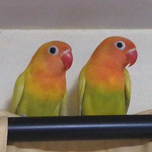 สมาชิกหมายเลข 7302687