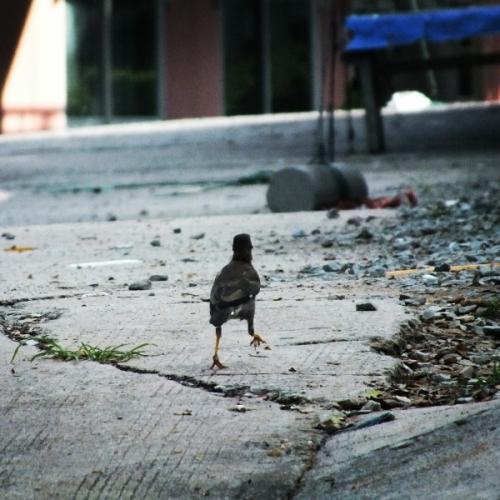 สมาชิกหมายเลข 4845614