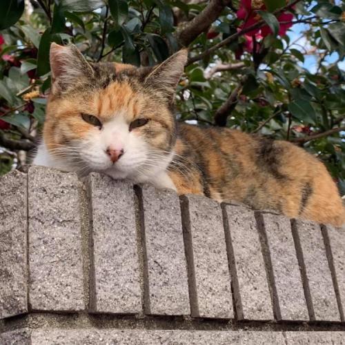 สมาชิกหมายเลข 6038732