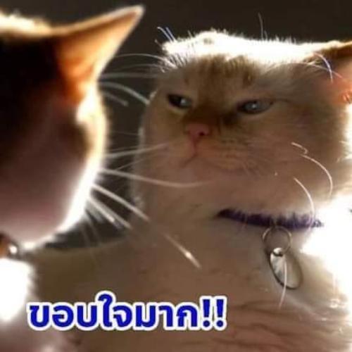 สมาชิกหมายเลข 6233424