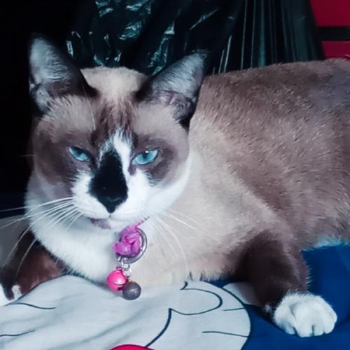 สมาชิกหมายเลข 6333099