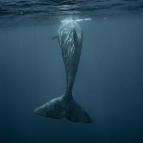 สมาชิกหมายเลข 5233714