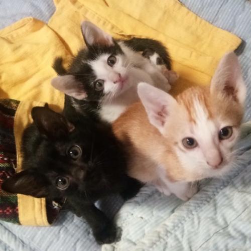 สมาชิกหมายเลข 3997033