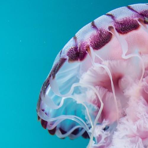 สมาชิกหมายเลข 5351910