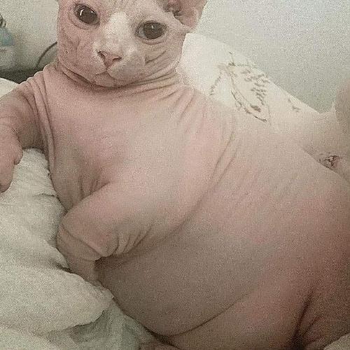 สมาชิกหมายเลข 6863754