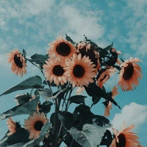 สมาชิกหมายเลข 6887254