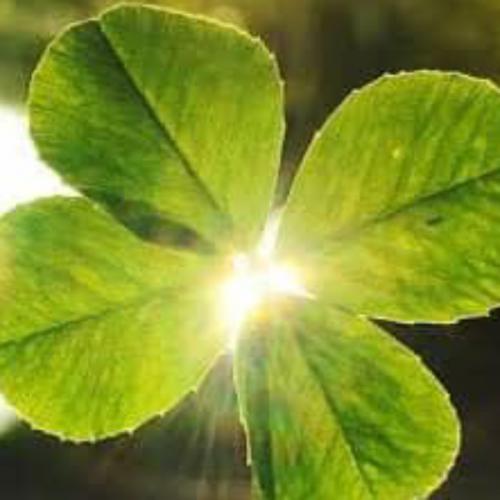 สมาชิกหมายเลข 8159753