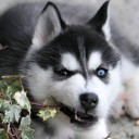 สมาชิกหมายเลข 4057668