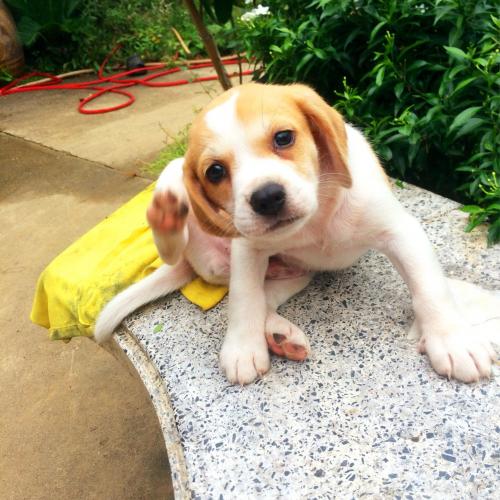 สมาชิกหมายเลข 4453380