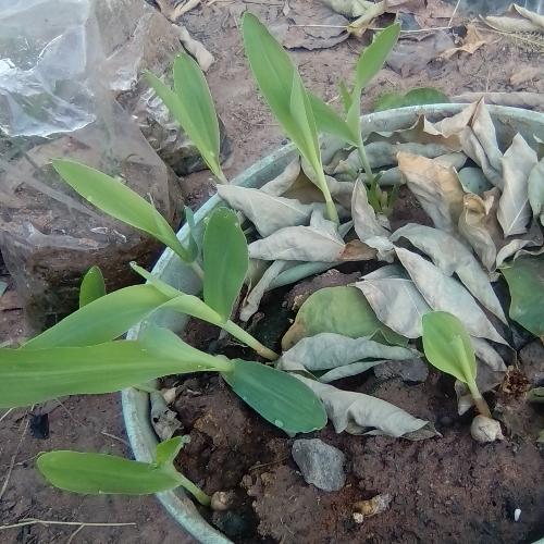 สมาชิกหมายเลข 4846182