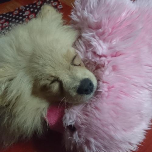 สมาชิกหมายเลข 2969030