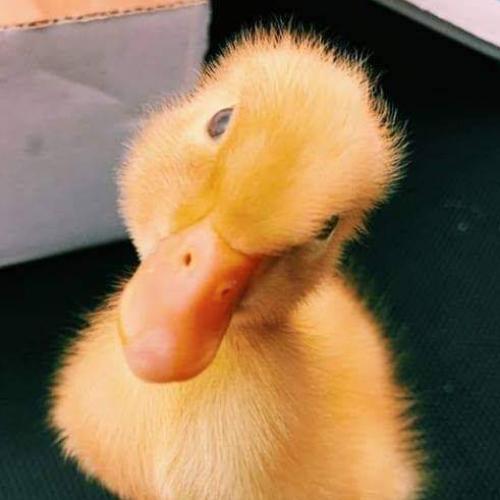 สมาชิกหมายเลข 4630040