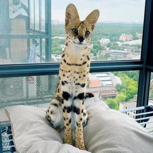 สมาชิกหมายเลข 4742618