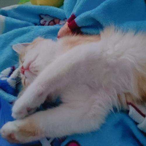 สมาชิกหมายเลข 8331911