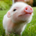 สมาชิกหมายเลข 4455838