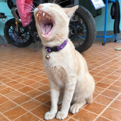 เค้าเรียกว่าเราว่าฝันอะนะ