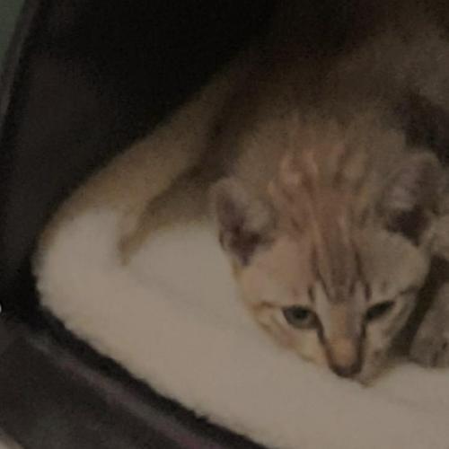 สมาชิกหมายเลข 4856988