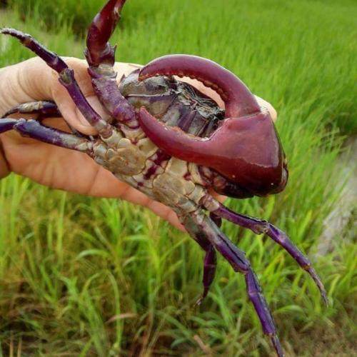 สมาชิกหมายเลข 2287849