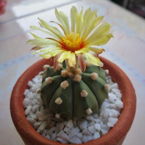 สมาชิกหมายเลข 5234605