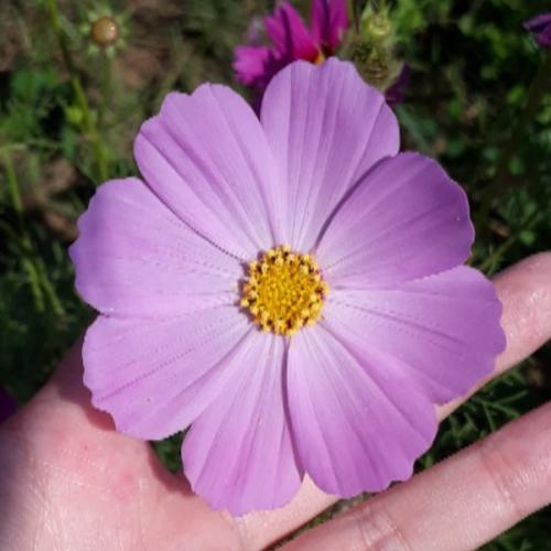 สมาชิกหมายเลข 5661719