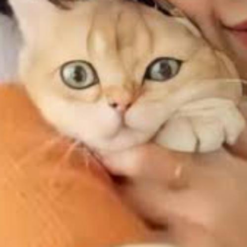 สมาชิกหมายเลข 6890605