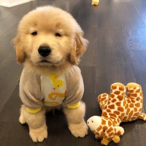 สมาชิกหมายเลข 6238185