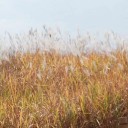 เราเคยบอกชื่อเธอไปแล้ว