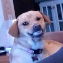 สมาชิกหมายเลข 4063646