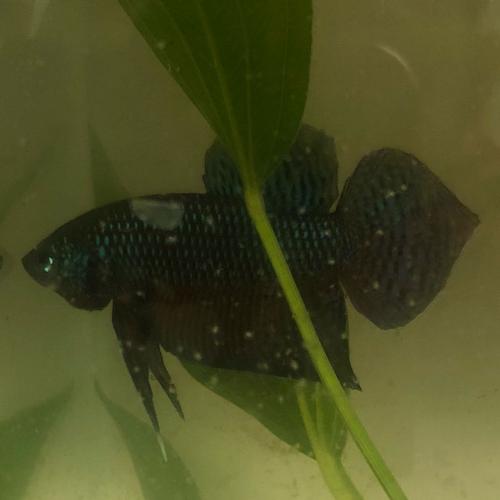 สมาชิกหมายเลข 1517459