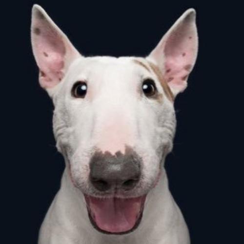 สมาชิกหมายเลข 4847995