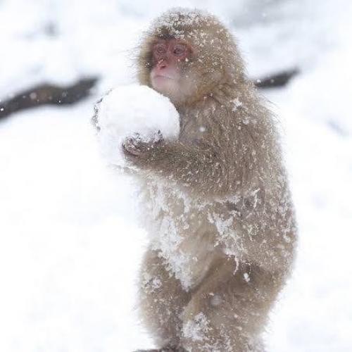 สมาชิกหมายเลข 1414437