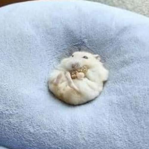 สมาชิกหมายเลข 4110292