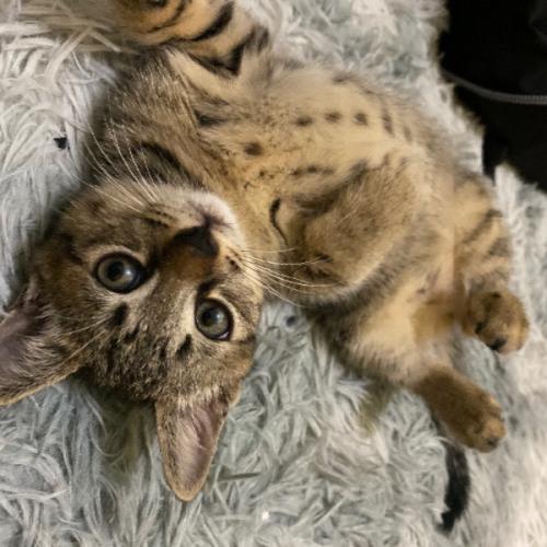 สมาชิกหมายเลข 2579688