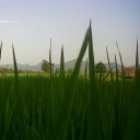 สมาชิกหมายเลข 4064239
