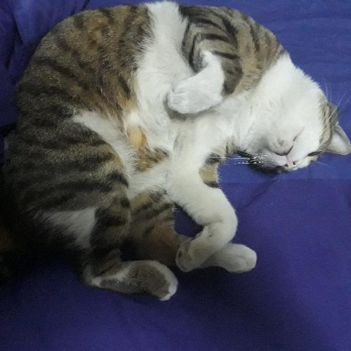 สมาชิกหมายเลข 4848297